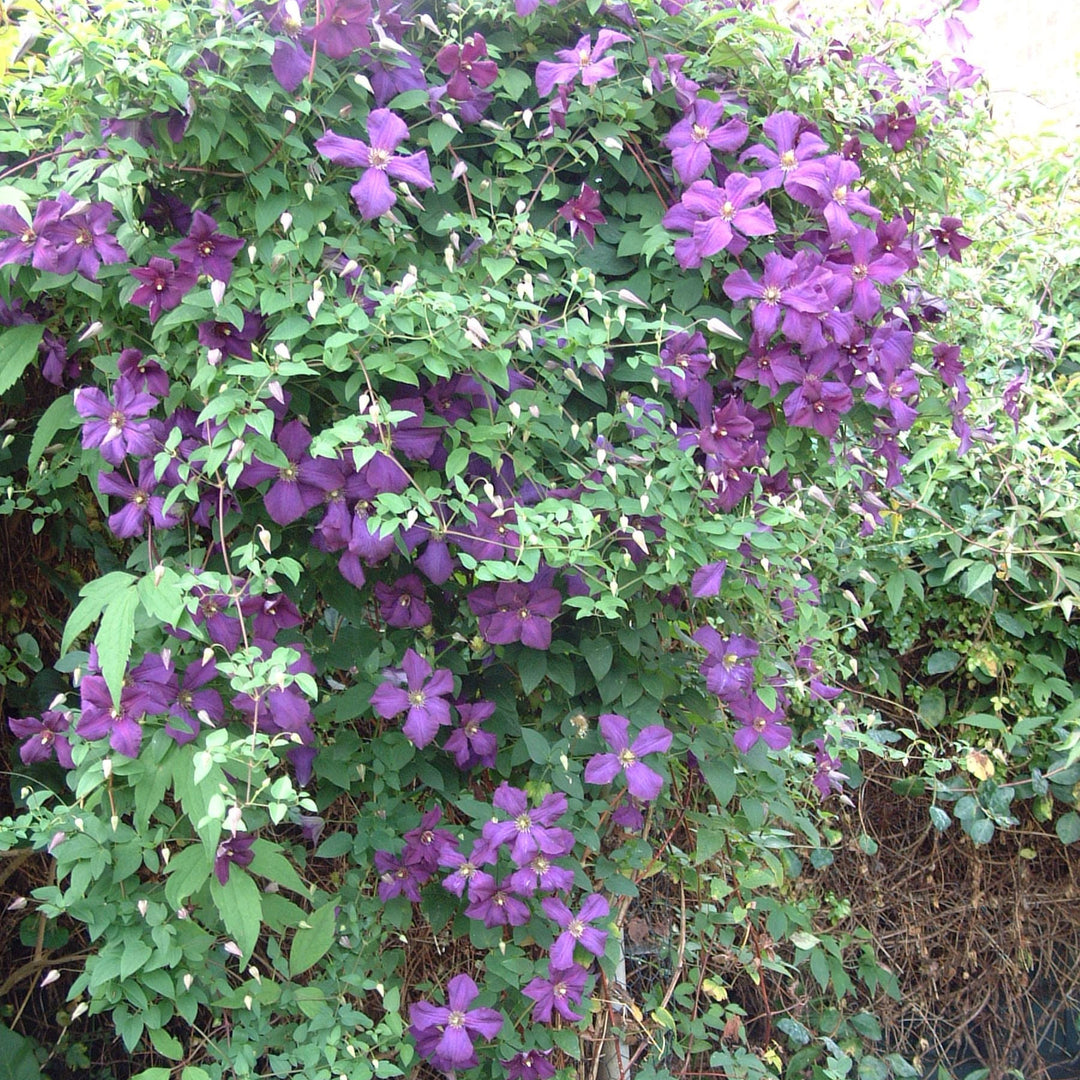 Viticella Polish Spirit, wall growing purple flowers. 