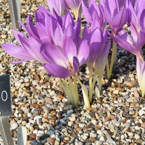 Colchicum The Giant