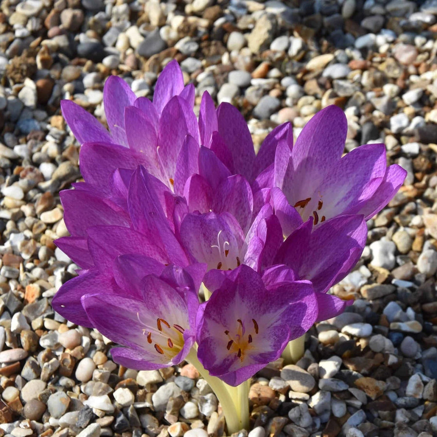 Colchicum 'Glory of Heemstede' Corms