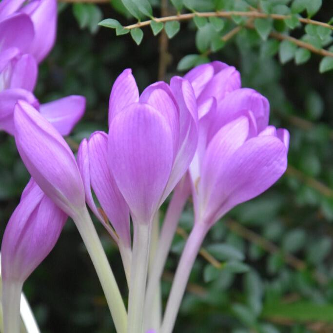 Colchicum lilac wonder