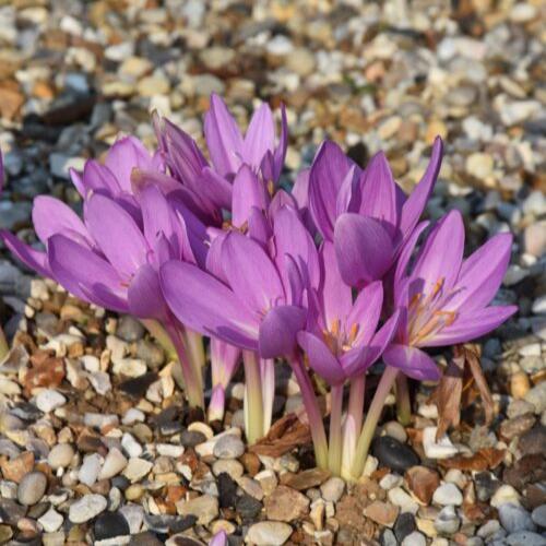 Colchicum autumnale 'Nancy Lindsay'