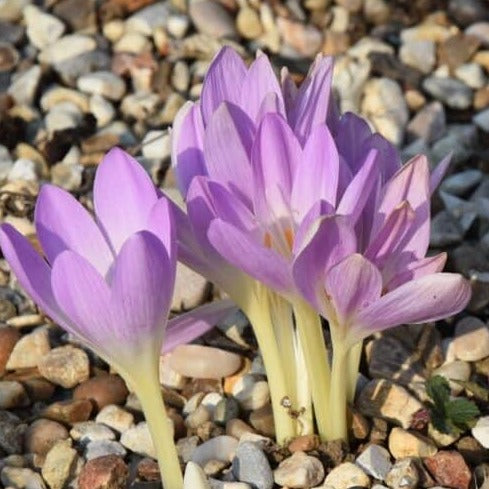 Colchicum Spartacus