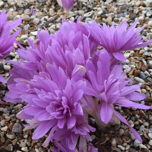 Colchicum 'Waterlily'