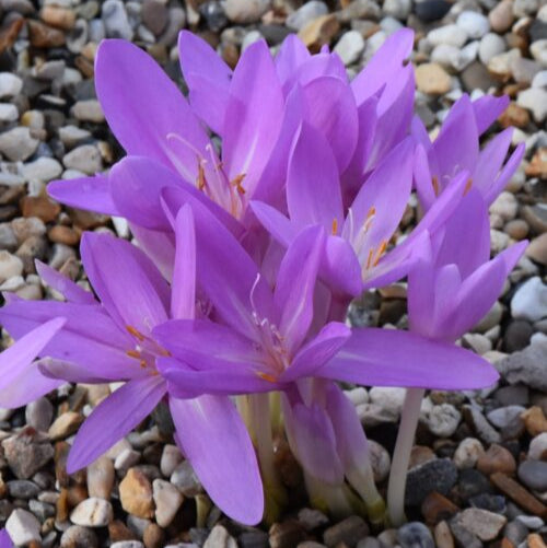 Colchicum autumnale (Meadow Saffron) Bulbs