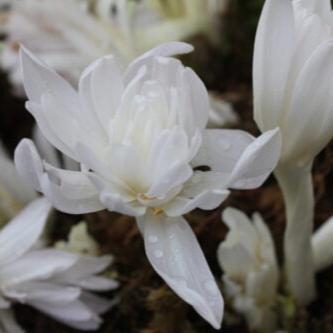 Colchicum autumnale 'Alboplenum'