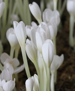 Colchicum autumnale Album