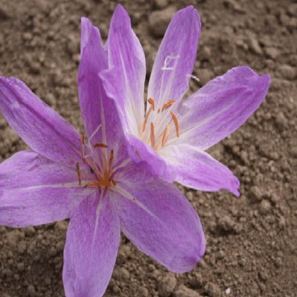 Colchicum bivonae Mount Giona