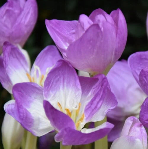 Colchicum bornmuelleri Corms