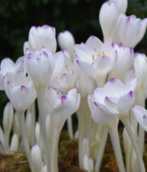 Colchicum byzantinum Innocence