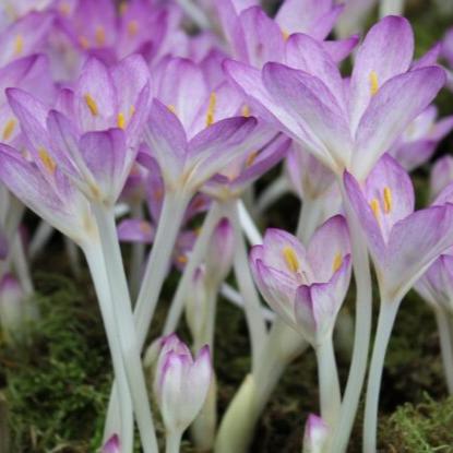 Colchicum cilicicum 'Purpureum'