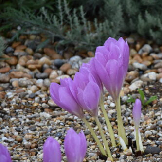 Colchicum giganteum (Giant Meadow Saffron) Corms