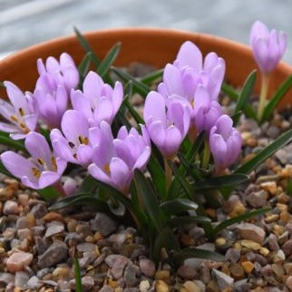 Colchicum hungaricum