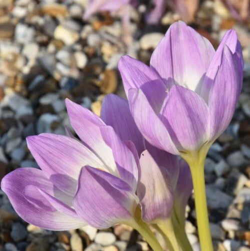 Colchicum speciosum (Giant Meadow Saffron) Corms