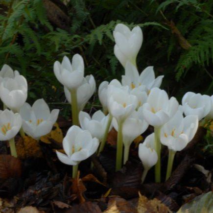 Colchicum speciosum 'Album'