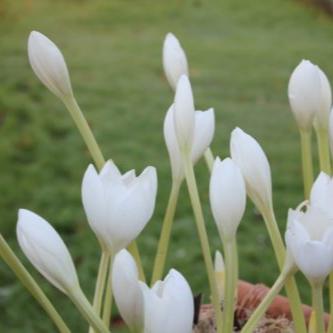 Colchicum speciosum 'Album'