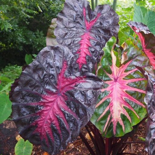 Colocasia 'Redemption'