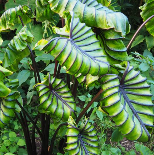 Colocasia 'Pharoah's Mask'