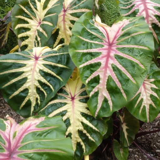 Colocasia esculenta 'Waikiki'