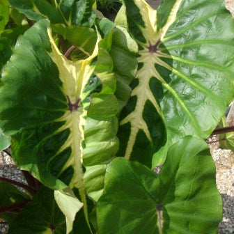 Colocasia esculenta 'White Lava'