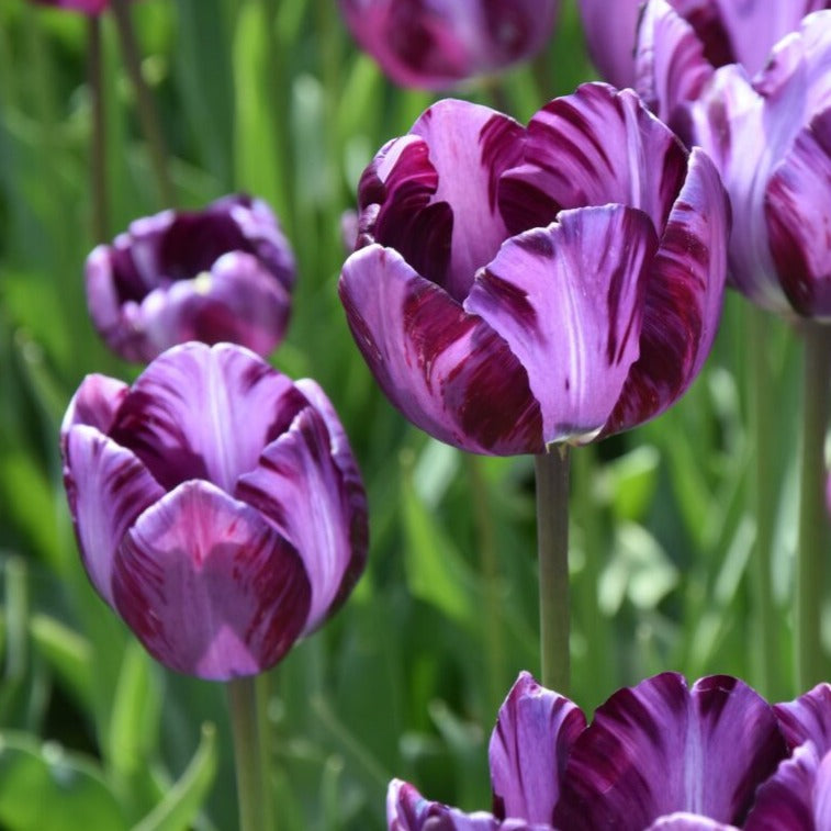 Tulip 'Columbine'