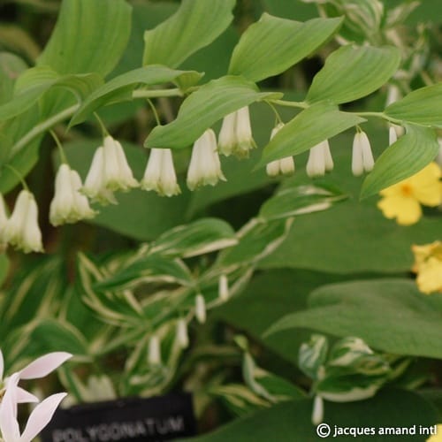 Buy Polygonatum biflorum (Smooth Solomon's Seal) Rhizomes online