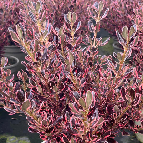 Coprosma repens 'Eclipse'