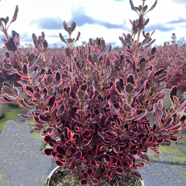 Coprasm Eclipse Coprosma repens 'Eclipse' - Garden Wildlife