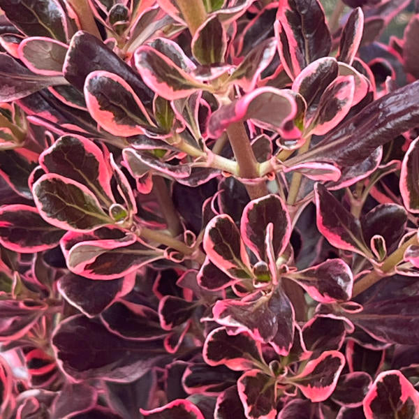 Coprasm Eclipse Coprosma repens 'Eclipse' - Garden Wildlife