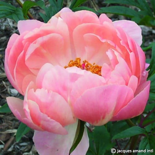 Paeonia 'Coral Charm'