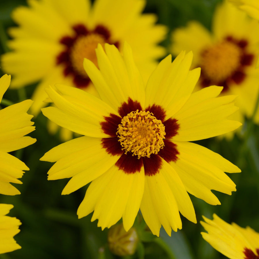 Coreopsis grandiflora 'SunKiss'
