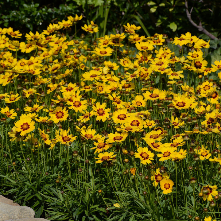 Coreopsis grandiflora 'SunKiss'