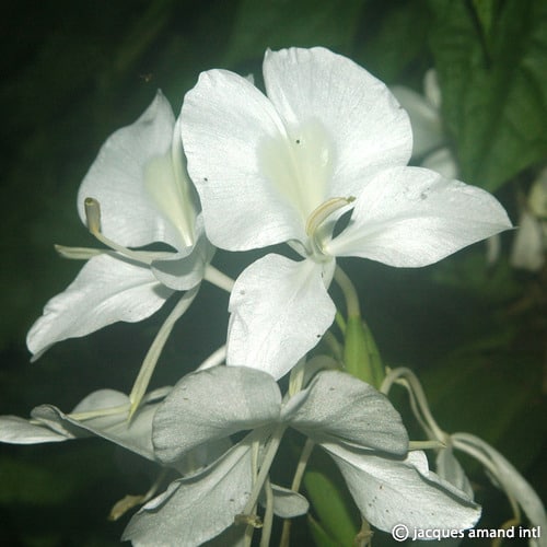 Hedychium coronarium