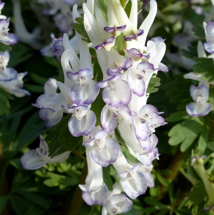 Corydalis solida 'Merlin' Bulbs