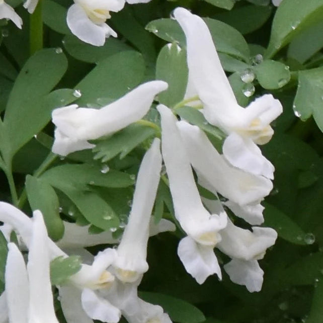 Corydalis solida 'Snowy Owl' Tubers