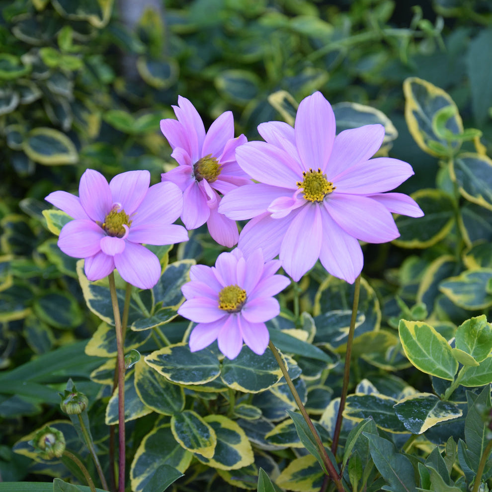Cosmos atrosanguineus 'Flamingo' Tubers | Pink Chocolate Cosmos