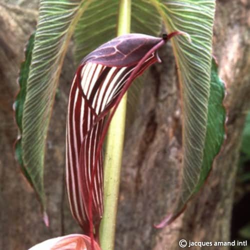 Arisaema costatum