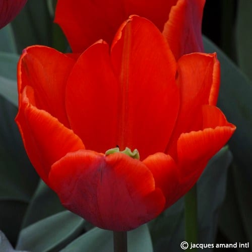 Tulip 'Couleur Cardinal'