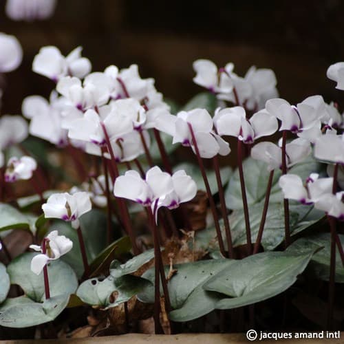 Cyclamen coum album