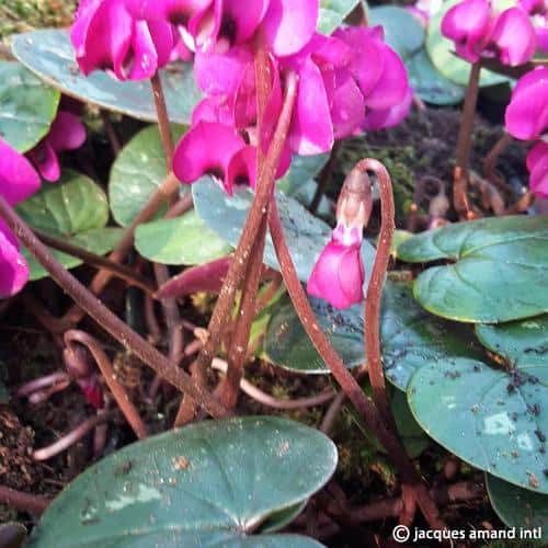 Cyclamen coum 'Meaden's Crimson'