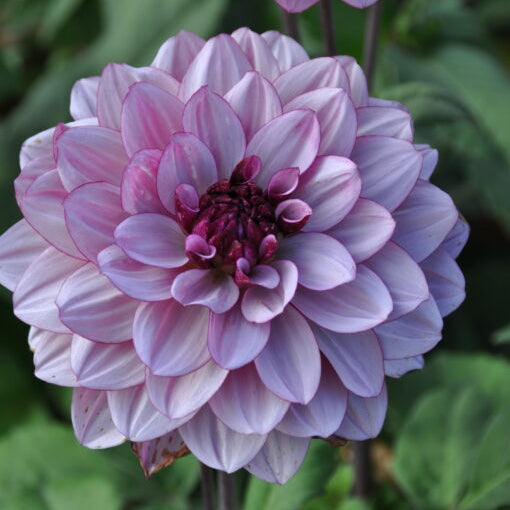 Dahlia 'Crème de Cassis'