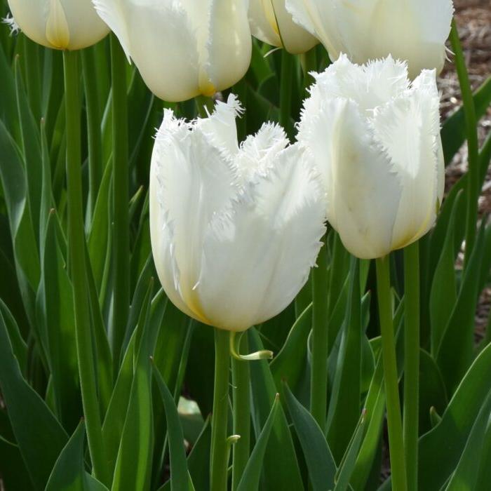 Tulip 'Cricko'