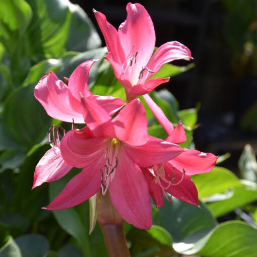 Crinum 'Ellen Bosanquet'