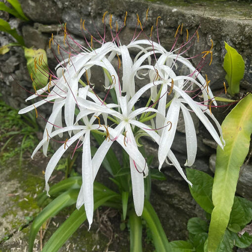 Crinum amoenum