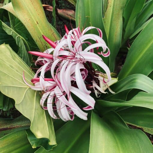 Crinum 'Cintho Alfa'