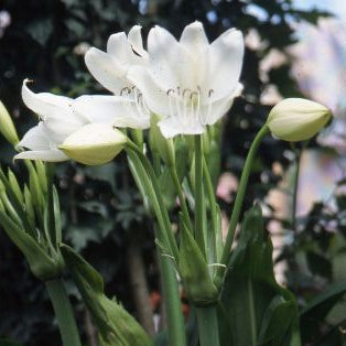 Crinum moorei f. album