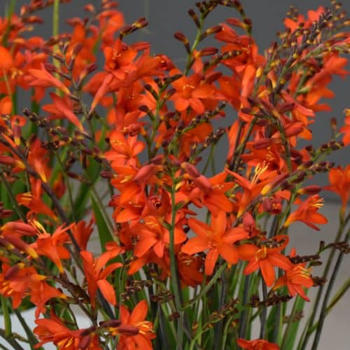 Crocosmia 'Anna Marie'