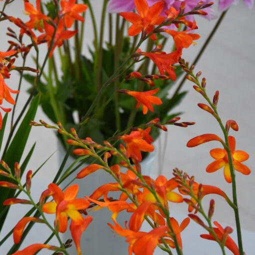 Crocosmia 'Carmin Brilliant'