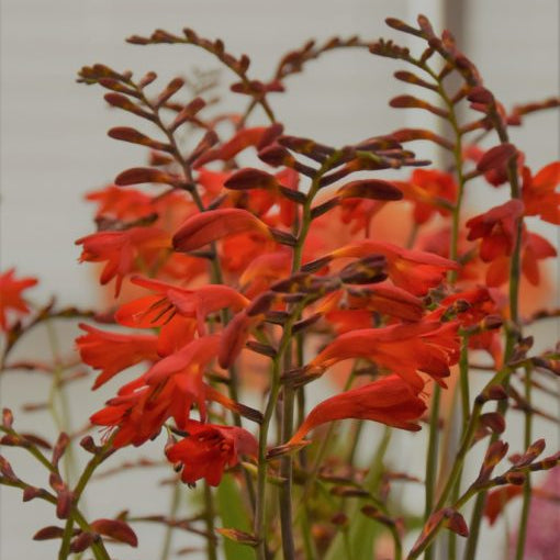 Crocosmia 'Emberglow'