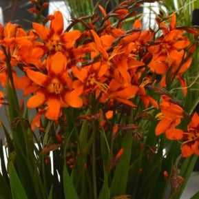 Crocosmia 'Emily McKenzie'