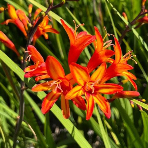 Crocosmia 'Firestarter'